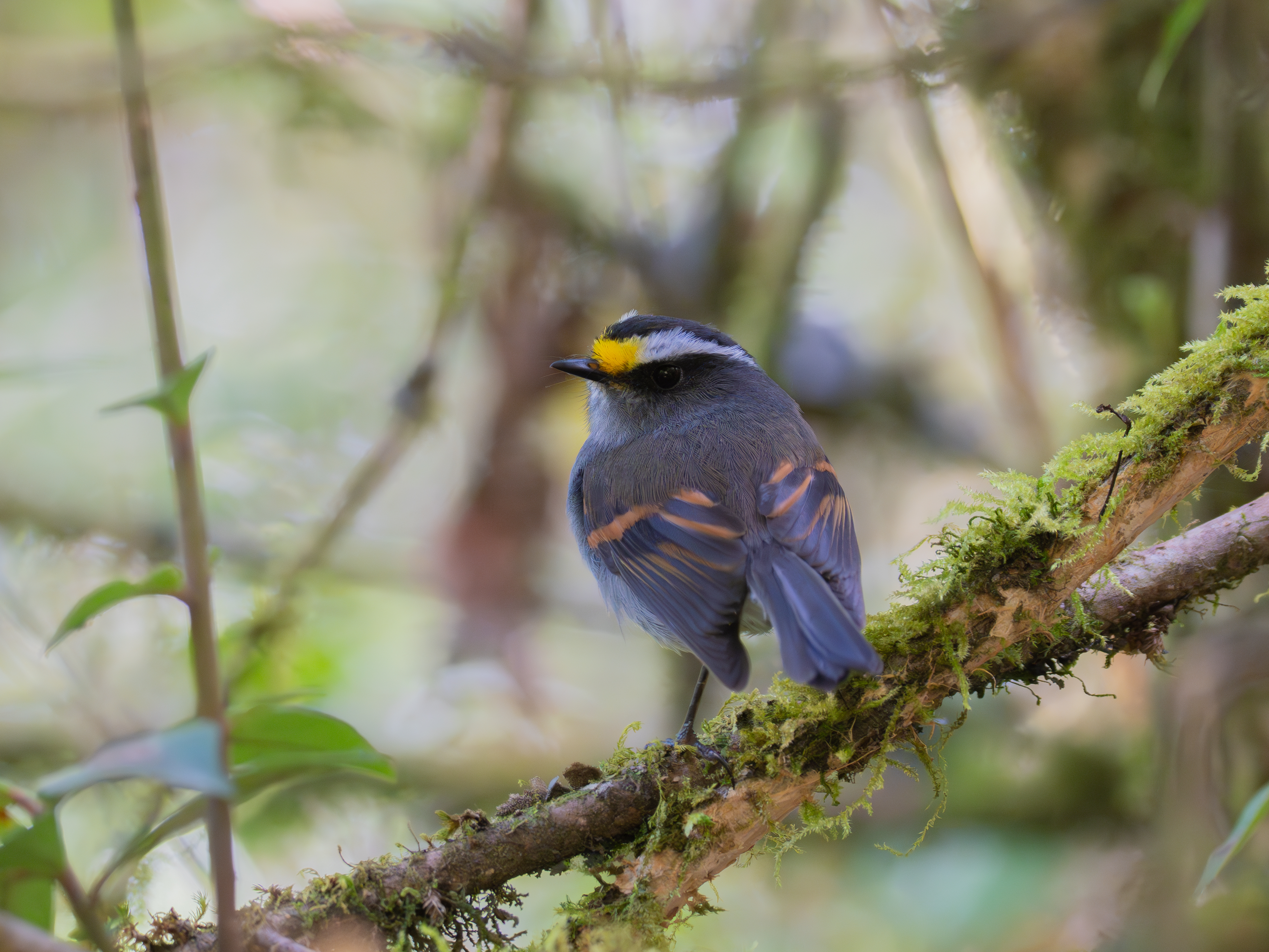 Birds